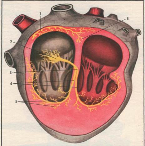 Провідна система серця