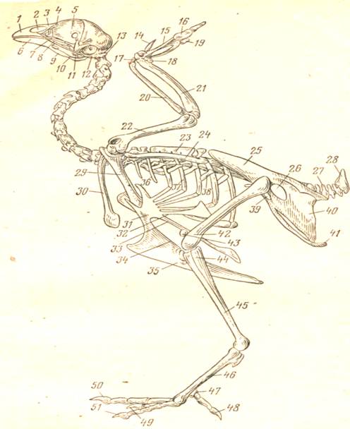 Скелет курки