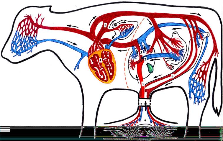 Схема провизорных структур кровеносной системы плода: 1 – пупочная вена; 2 – коллектор пупочных ворот; 3 – венозный проток; 4 – овальное отверстие; 5 – артериальный проток; 6 – пупочные артерии; А – плацента
