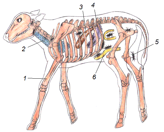 Схема локализации иммунокомпетентных образований теленка
