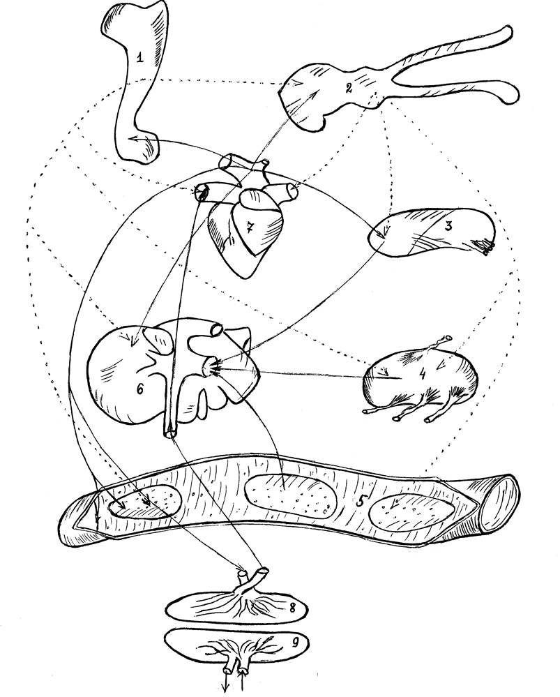 Взаимосвязи иммунокомпетентных структур плода при полноценном плацентарном барьере (Б. В. Криштофорова, 2002)