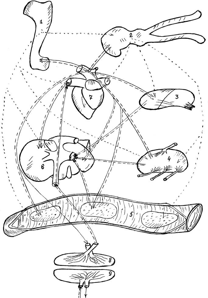 Взаимосвязи иммунокомпетентных структур плода и их пренатальная антигенная стимуляция материнскими белками при нарушении плацентарного барьера (Б. В. Криштофорова, 2002)
