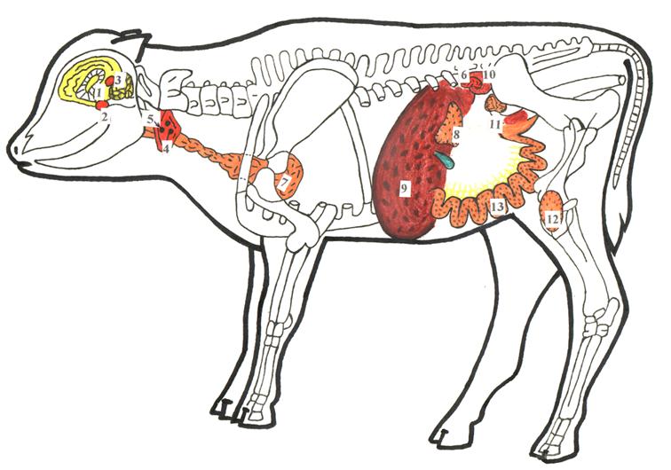 Схема топографии органов эндокринной системы млекопитающих
