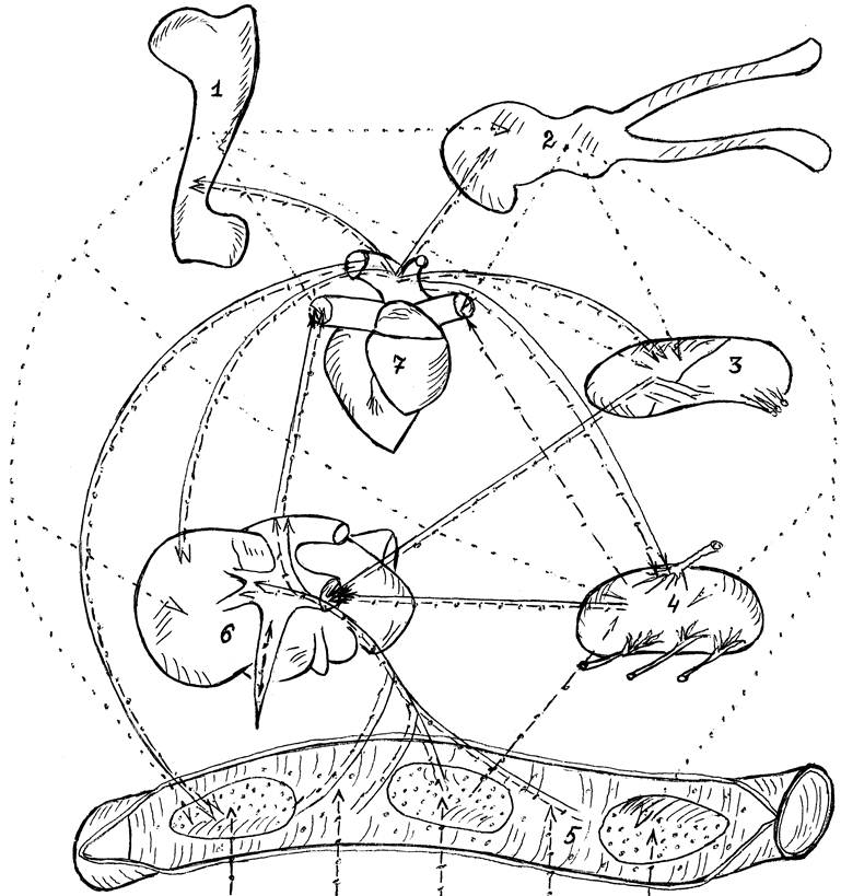 Взаимосвязи иммунокомпетентных структур неонатального теленка при стартовой антигенной стимуляции белками молозива (Б. В. Криштофорова, 2002)