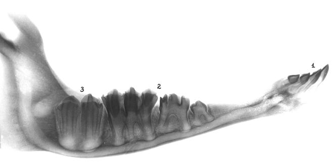 Зубы нижней челюсти телят (сутки) (П. М. Гаврилин, 2002): 1 – резцы; 2  премоляри; 3 – моляр