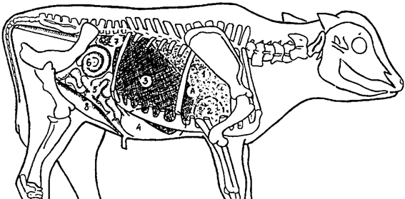 Топография внутренних органов новорожденных телят (справая): 1 – легкие; 2 – сердце; 3 – печень; 4 – сигуч; 5 – тощая кишка; 6 – толстая кишка; 7 – почка; 8 – мочевой пузырь; А – купол диафрагмы