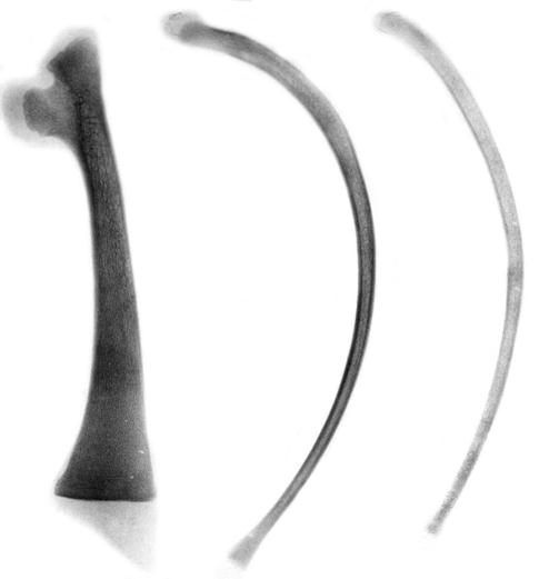 Рентгенограммы 1, 2, 7, 10 ребер суточной телочки (П. Н. Гаврилин, 1992): 1 – первое ребро; 2-7 ребро; 3-13 ребро