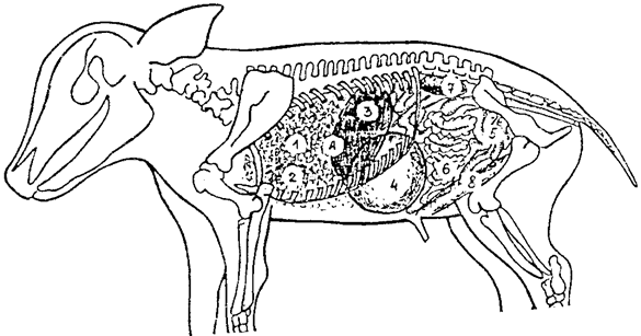Топография внутренных органов новорожденных поросят (слева): 1 – легкие; 2 – сердце; 3 – печень; 4 – желудок; 5 – тощая кишка; 6 – почка; 7 – мочевой пузырь; А – купол диафрагмы