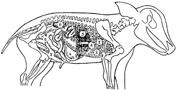 Топография внутренных органов новорожденных поросят (справа): 1 – легкие; 2 – сердце; 3 – печень; 4 – желудок; 5 – тощая кишка; 6 – ободова кишка; 7 – почка; 8 – мочевой пузырь; А – купол диафрагмы
