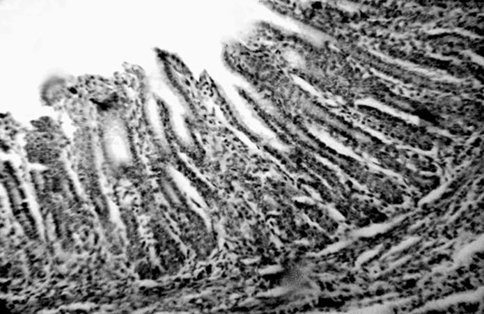 Гистотопограма слизисто оболочки пилорической зоны желудка суточного поросенка. Гематоксилин и эозин (Прокушенкова Е. Г., 2005)