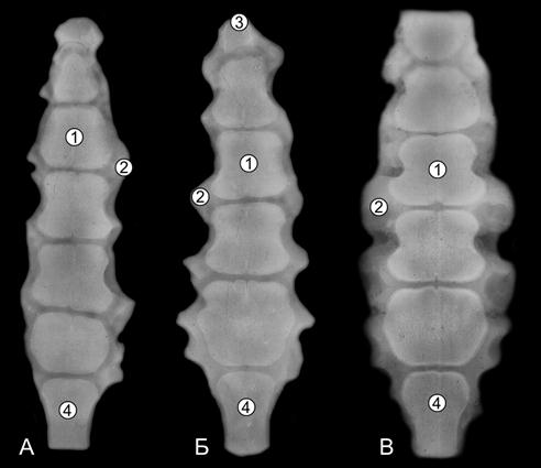 Рентгенограммы груднини 5- (А), 10-(Б) и 20-(В) телочек (сутки) (Ж. Г. Грабчак, 2004): 1 – губчатая костная ткань; 2 – хрящевая ткань; 3 – рукоятка; 4 – мечевидный отросток