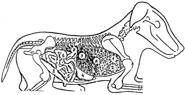 Топография внутренных органов новорожденных щенков (справа): 1 – легкие; 2 – сердце; 3 – печень; 4 – желудок; 5 – тощая кишка; 6 – слепая кишка; 7 – почка; 8 – мочевой пузырь; А – купол диафрагмы