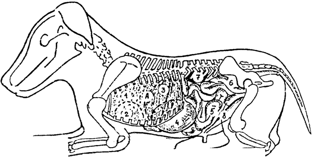 Топография внутренных органов новорожденных щенков (слева): 1 – легкие; 2 – сердце; 3 – печень; 4 – желудок; 5 – тощая кишка; 6 – ободочная кишка; 7 – почка; 8 – мочевой пузырь; А – купол диафрагмы