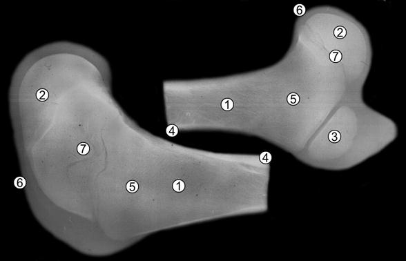 Рентгенограмма бедренной кости пренатально развитой суточной телочки (Ж. Г. Грабчак, 2004): 1 – костно-мозговой участок; 2 – эпифизарный центр окостенения; 3 – апофизарный центр окостенения; 4 – компактная костная ткань; 5 – губчатая костная ткань; 6 – суставной хрящ; 7 – метафизарный хрящ