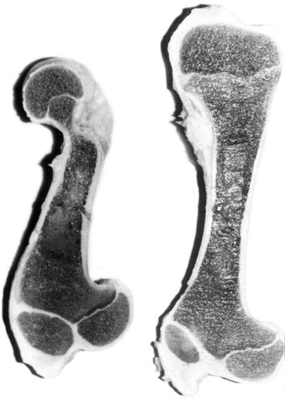  Рассечение нативных бедренных (1) и плечевой (5) костей неонатального теленка (Б. В. Криштофорова)