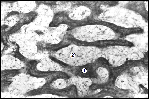Гистотопограмма средней части диафиза бедренной кости поросенка (сутки). Гематоксилин и эозин. МБИ-6, х80: 1 – трабекула компактной КТ; 2 – рыхлая волокнистая соединительная ткань