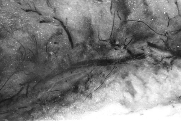 Паравенозне артериальное сплетение в диафизе бедренной кости теленка (сутки). Интраосальная инъекция вен тушью на 3% растворе желатина. МБС-10, 8х2