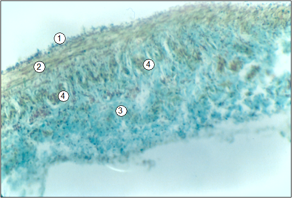 Гистотопограма воротной вены поросенка (сутки). Гематоксилин-пикроиндигокармин. МБИ-6, 10х8 (В. В. Лемещенко): 1 – внутренняя оболочка; 2 – средняя оболочка; 3 – внешняя оболочка; 4 – продольные неисчерченные миоциты