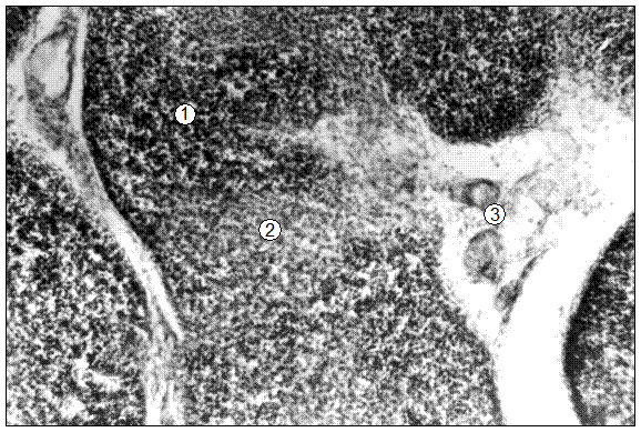 Гистотопограмма парной шейной частицы тимуса поросенка (сутки). Гематоксилин и эозин, МБИ-6, х80: 1 – пробковая зона; 2 – мозговая зона; 3 – эпителиальное тельце; 4 – междолевая рыхлая соединительная ткань